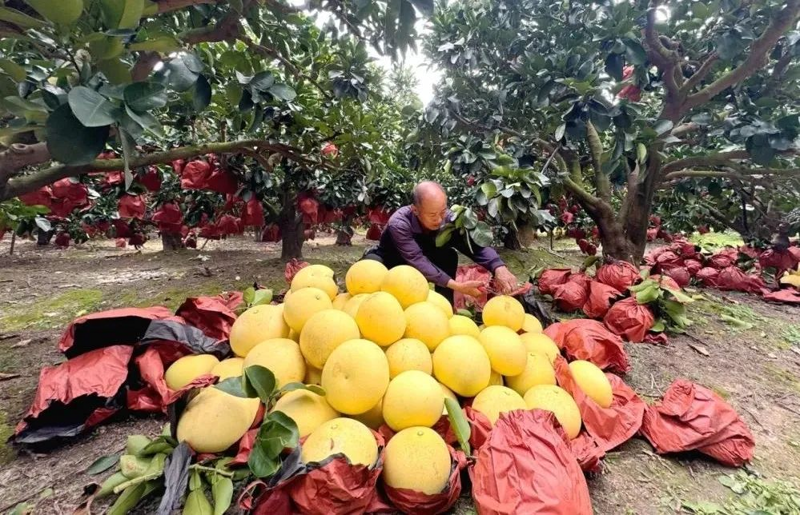 蔬菜种植基地的建立与管理